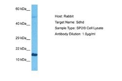 SDHD Rabbit anti-Mouse, Polyclonal, Novus Biologicals 0.1ml; Unconjugated:Antibodies,
